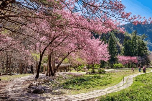 🌸 Fuyang Eco Park in Sakura Season: A Pink Paradise You NEED to See! 🌸