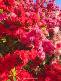 GWここにいこう！花畑【栃木】