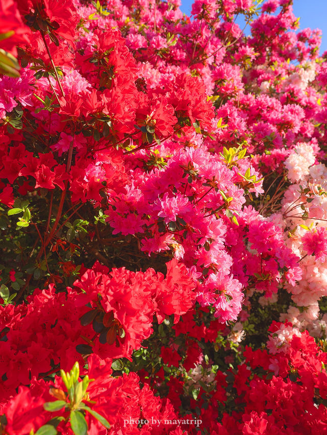 GWここにいこう！花畑【栃木】