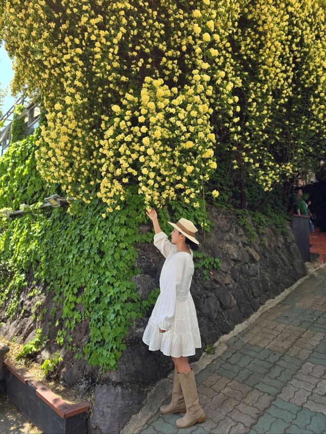 로맨틱 목향장미를 만끽하는 대구카페💛