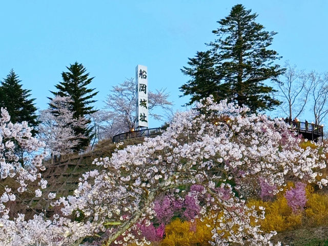 A Blossoming Fortress: Sakura Serenity at Funaoka Castle Ruins Park
