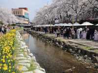 “Mugeodong Spring Blossom Festival”