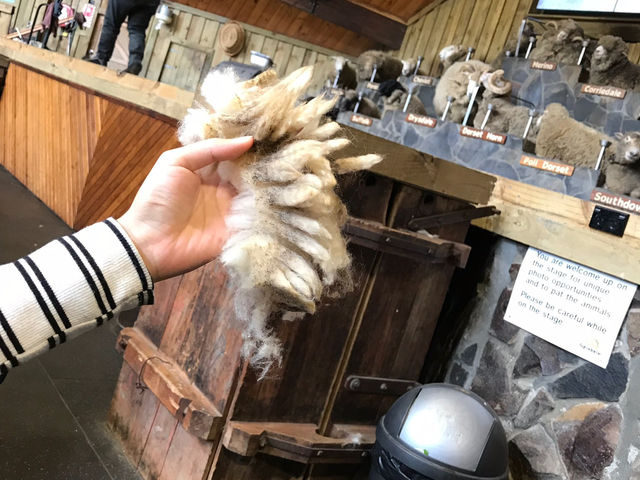 紐西蘭農場初體驗-剪羊毛、餵草泥馬、踩黃金！？