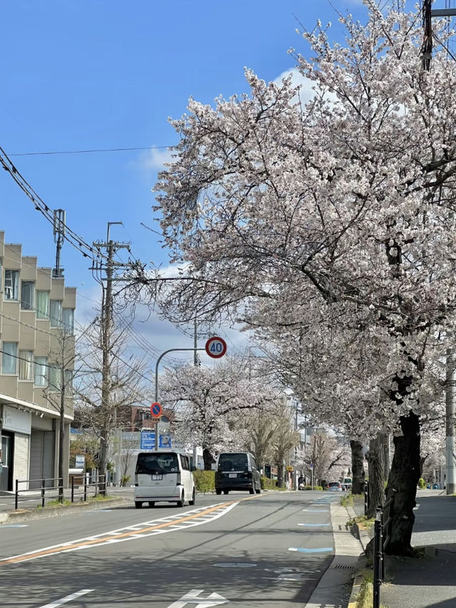Sakuragaoka 🌸 