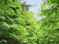 Seongbukdong Forest Bathing Area