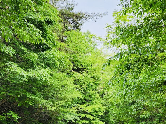 Seongbukdong Forest Bathing Area