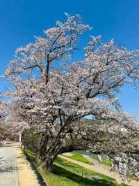 Blossoms & a Hidden Escape