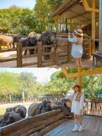 Pinnawala Elephant Orphanage ศูนย์ช่วยช้างถูกทิ้ง🐘
