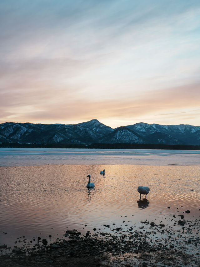 🇯🇵 Soak in the Sunset and Swan Views at Lake Kussharo, Hokkaido