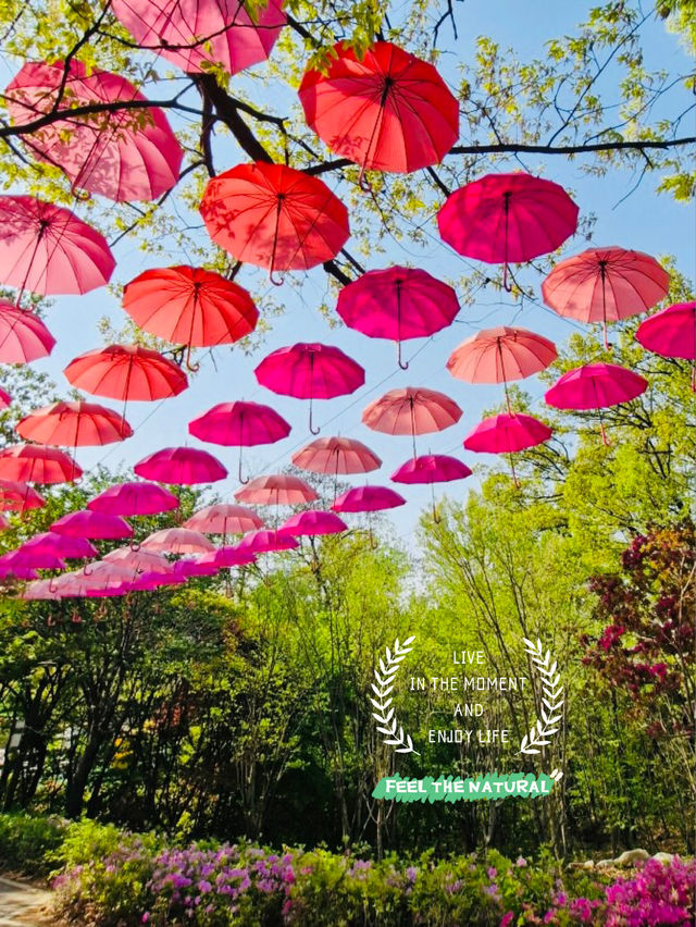 Spring Trip to Buramsan Azalea Hill in Seoul