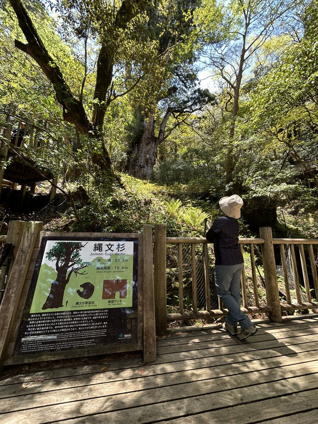 屋久島世界遺産トレッキング
