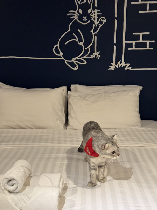 เที่ยวหัวหินพาน้องแมวพักโรงแรม PetFriendly 