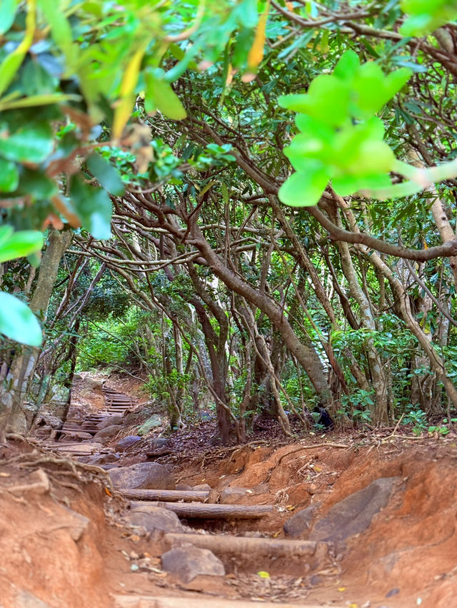 糸島龍貓森林