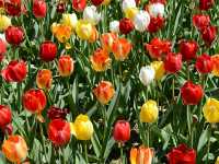 America’s Front Yard: National Mall & Memorial Parks
