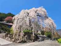 Secret Sakura Spot