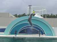 【鴨川シーワールド｜千葉・鴨川】 シャチに会える、日本でも数少ない水族館