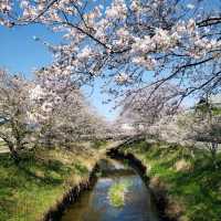 【三重】鹿化川の千本桜