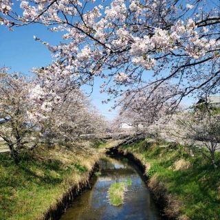 【Mie】Senbonzakura of Shikake River