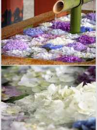 紫陽花　花手水