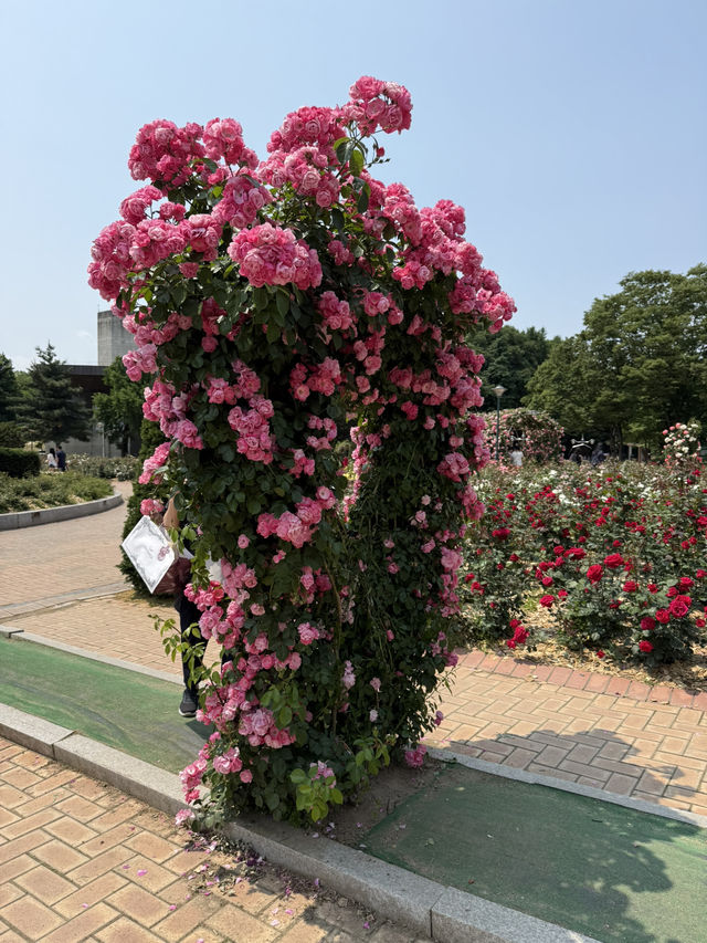 올림픽공원 장미