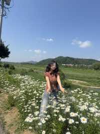 이번주 주말에 다녀와야 하는 서울 근교 데이지 명소