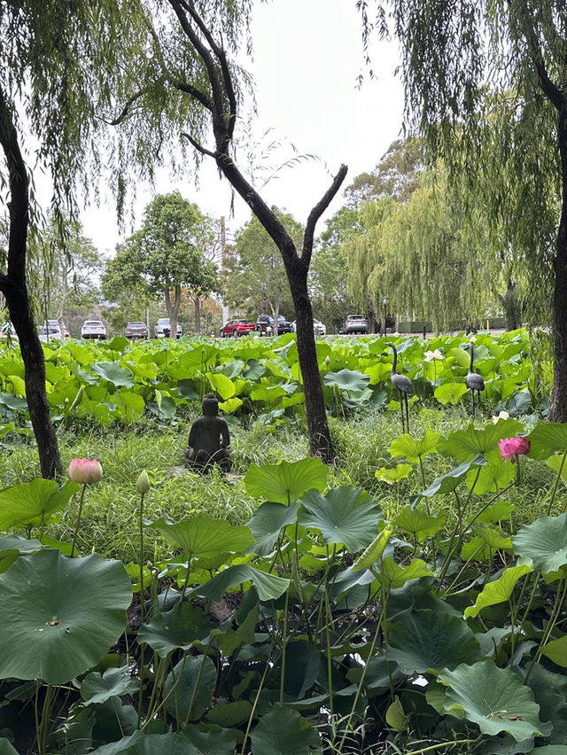 澳洲南天寺vs中天寺