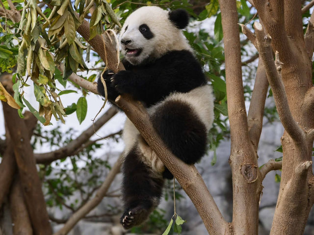 香港🇭🇰 海洋公園睇熊貓🐼