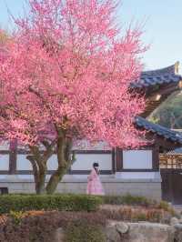 고즈넉한 아름다움 가득 풍기는 통도사 홍매화🌸