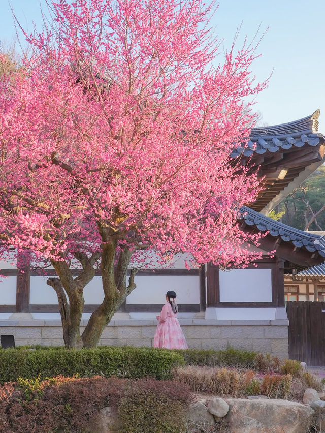 고즈넉한 아름다움 가득 풍기는 통도사 홍매화🌸