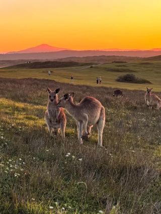 Who wants to see kangaroos up close? You must visit here!
