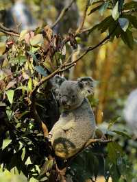 廣州長隆野生動物園