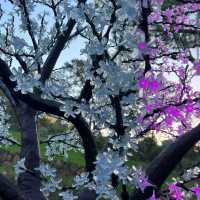 Kings Park & Botanic Garden – Perth, WA