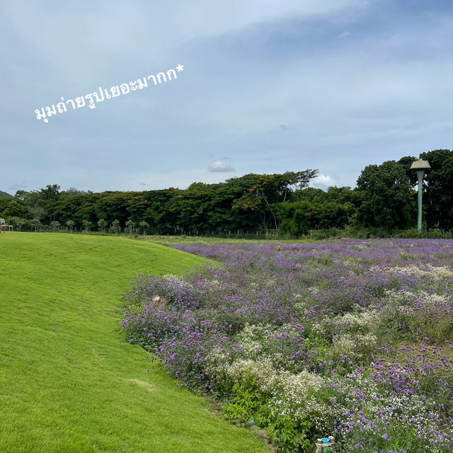 Blossom Bloom 𖦹꙳🪻.* คาเฟ่เขาใหญ่
