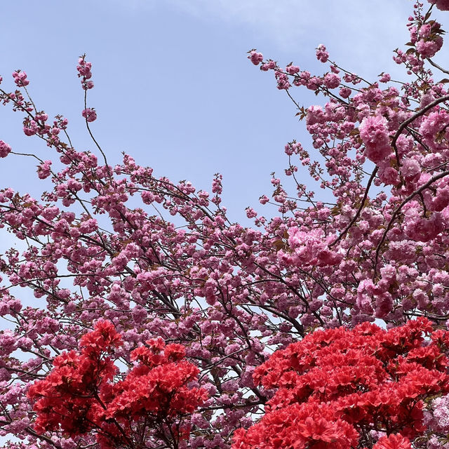 전주 봄여행 완산공원 🌸🌞💕