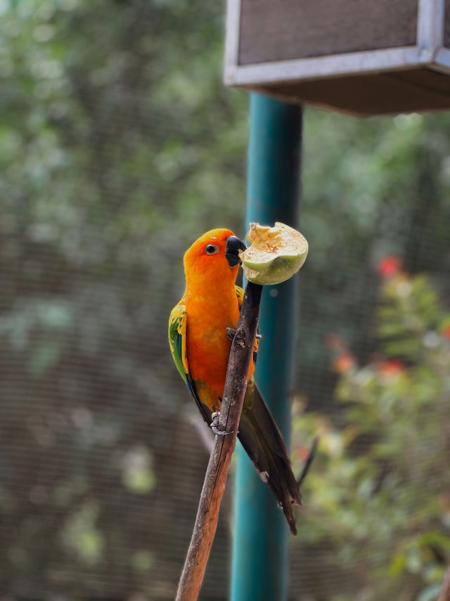 Birds, Beauty & Tropical Vibes at KL Bird Park 🦜🌴