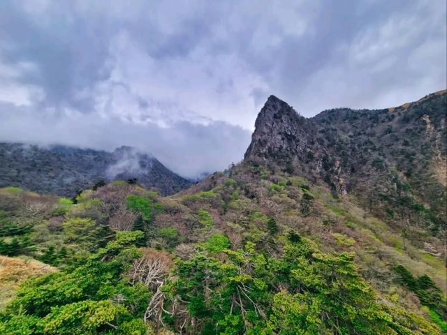 Baekrokdam at Hallasan Was Straight-Up Magical 