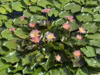 香港好去處 | 賞花 | 志蓮淨苑 | 蓮花