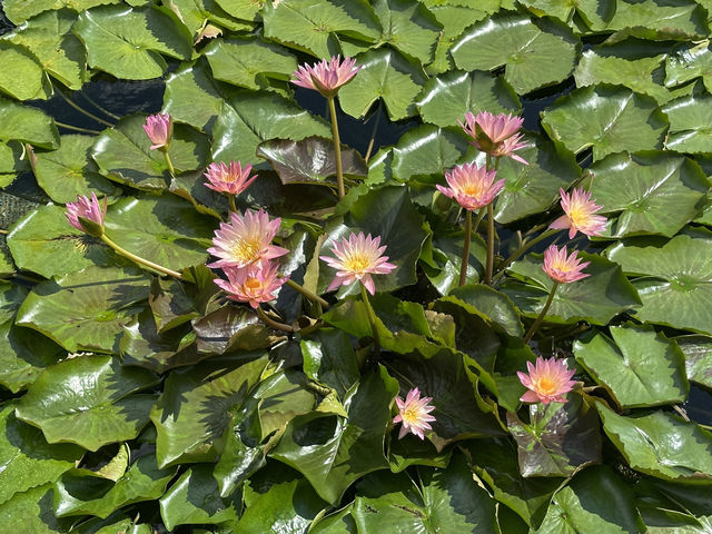 香港好去處 | 賞花 | 志蓮淨苑 | 蓮花