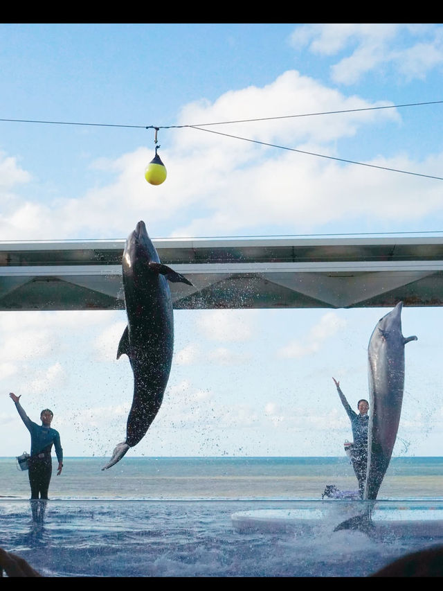 海と語らう場所。うみがたりで出会う、静かな感動🐬