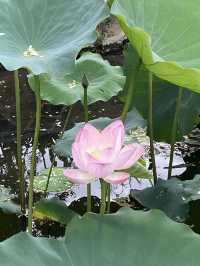 深圳洪湖公園，一年一度的荷花展，千萬不要錯過啊🪷