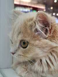 Yaoshe Cat Adoption 