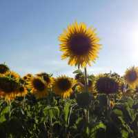 🌻✨ Sunflower Weekend at Kenyon Hall Farm: A Golden Summer Escape