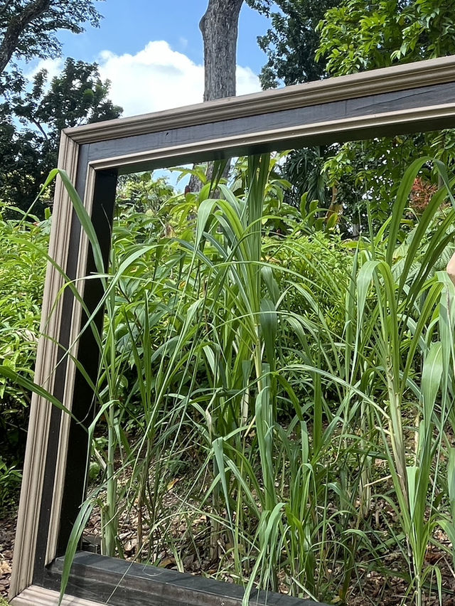 🌿新加坡超夢幻樹洞📸｜福康寧「綠野仙蹤」+ 周邊公園路線全攻略！