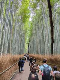 Forest Bamboo Kyoto: A Journey Through Stillness