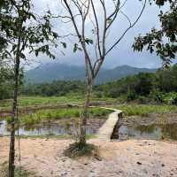 🛕✨ Day Trip to My Son Sanctuary — A Glimpse into Vietnam’s Ancient Cham Civilization