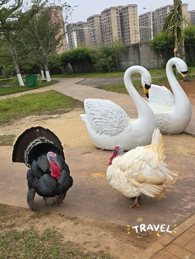 Have a fun day in this farm !! Carybaras, Alphaca!