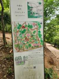 @ ARASHIYAMA IN KYOTO.
