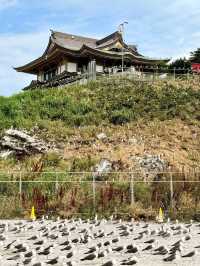Kabushima Shrine: Where 30,000 Wild Gulls Become Sacred Messengers