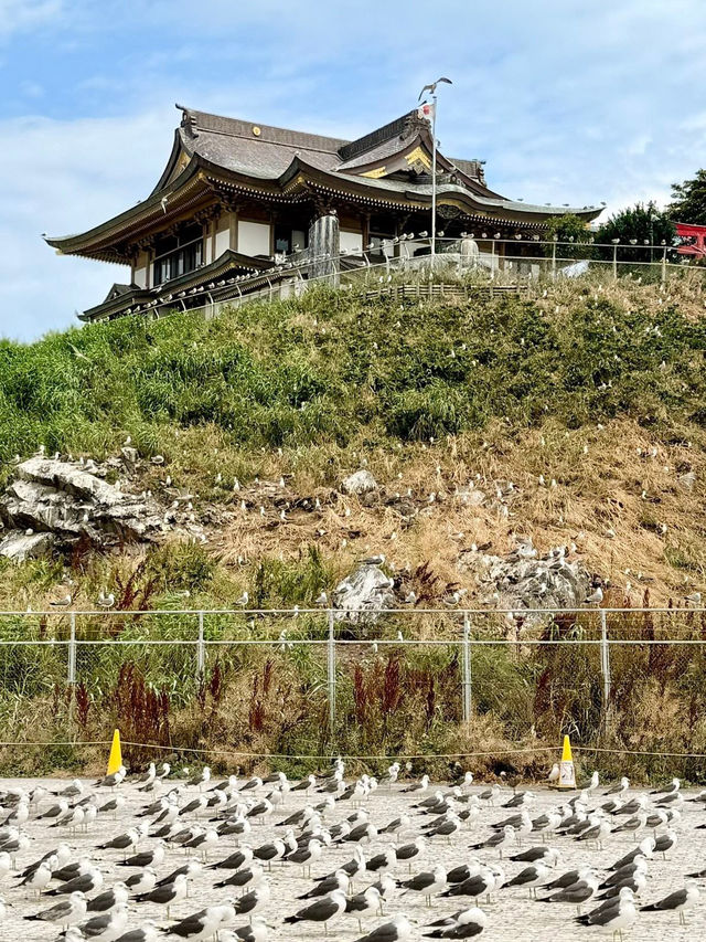 Kabushima Shrine: Where 30,000 Wild Gulls Become Sacred Messengers