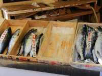🍣 Seafood Sunrise: My Morning at Hakodate Asaichi
